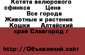 Котята велюрового сфинкса. .. › Цена ­ 15 000 - Все города Животные и растения » Кошки   . Алтайский край,Славгород г.